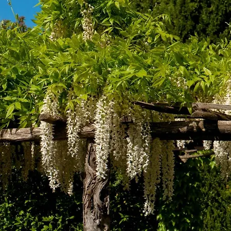 Vila Edera Viagrande